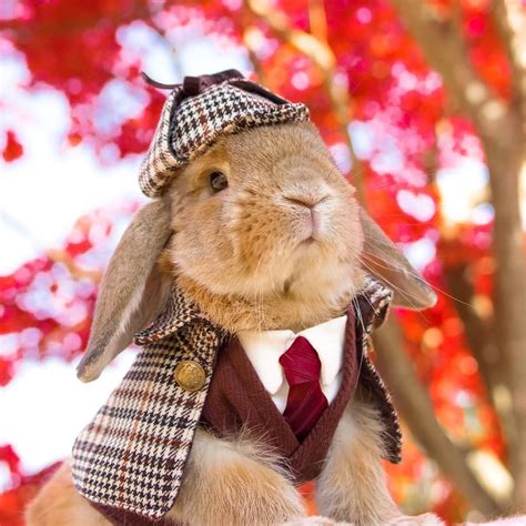 cute rabbit costume|rabbit costumes for bunny rabbits.